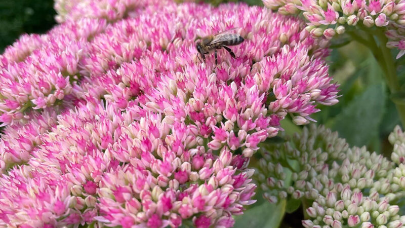 Eine Biene sitzt auf einer rosa Staude